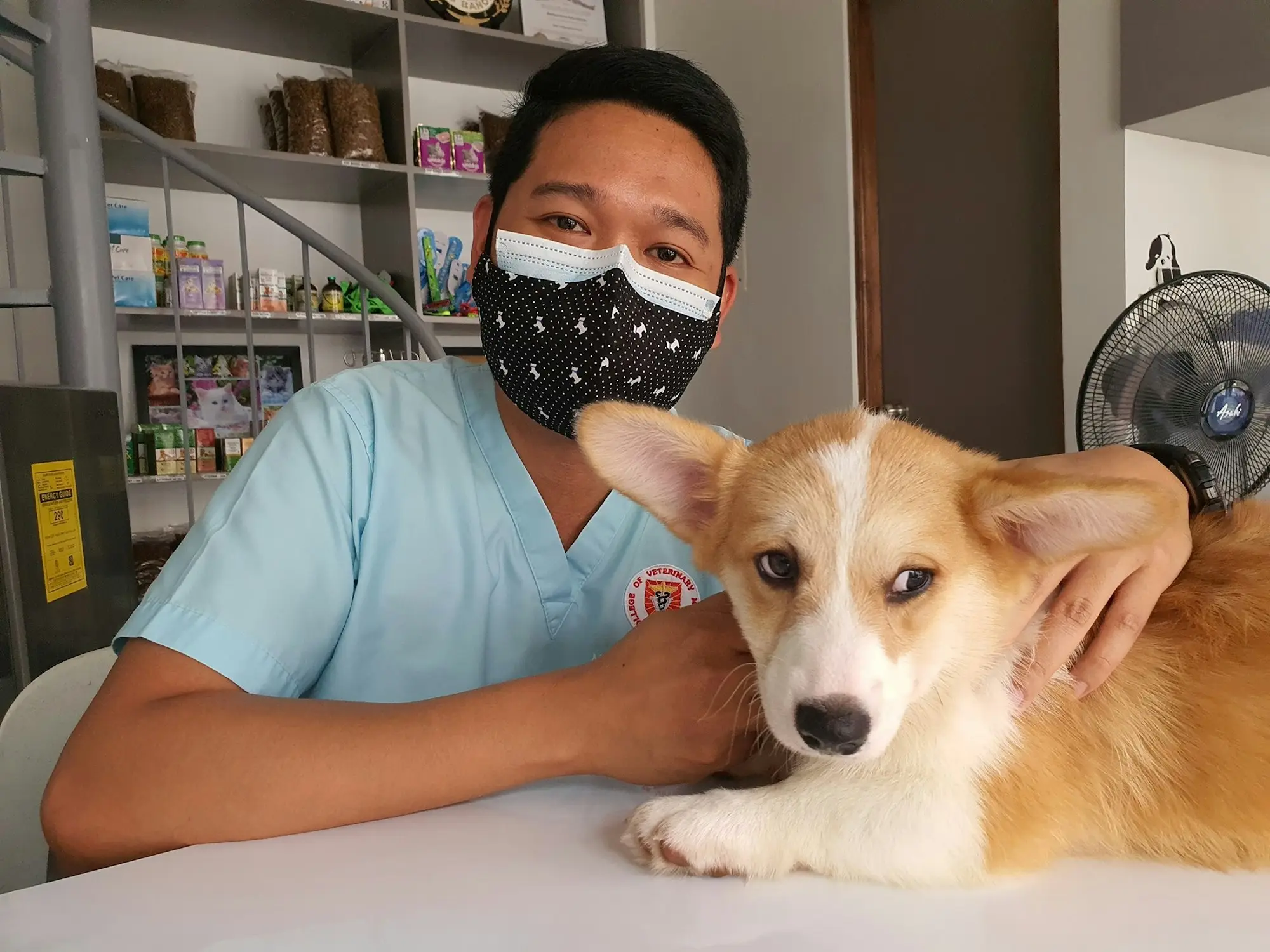 Veterinary nurse comforting a corgi during a clinic consult